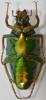 Chalcothea neglecta